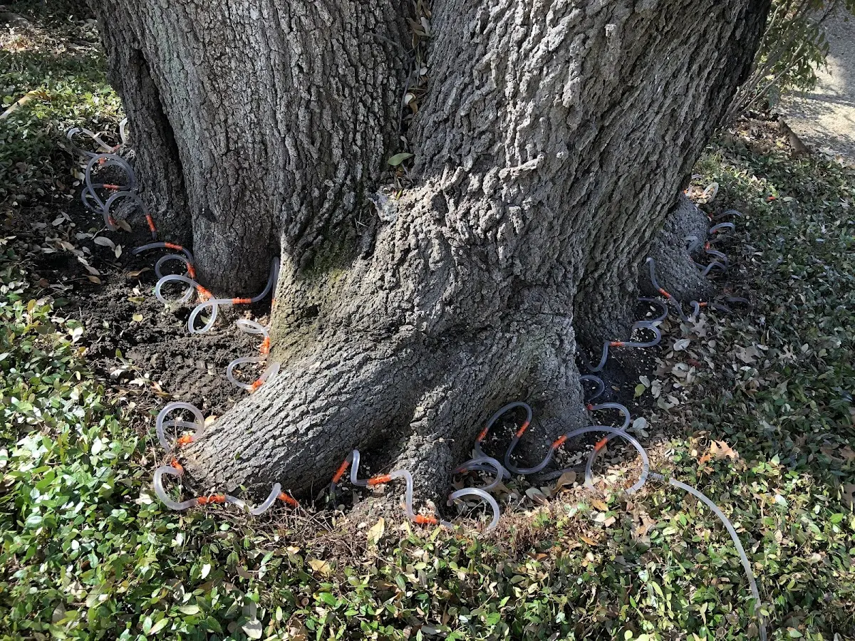 Detailed Shrub and Hedge Trimming job site in Rosenhayn