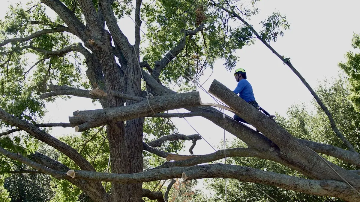 Professional Crown Thinning performed by certified arborists in Rosenhayn