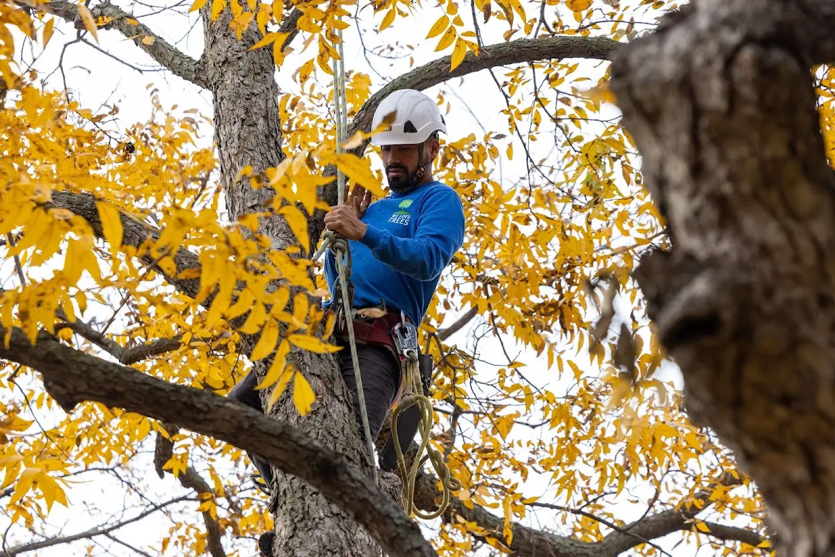 Skilled Tree Pruning crew working in Rosenhayn